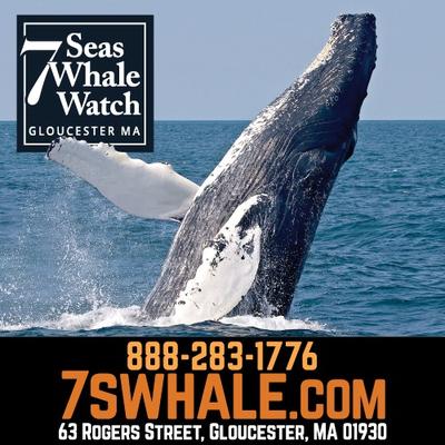 Seas Whale Watch