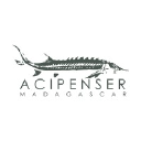 Acipenser Madagascar