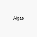 Algae