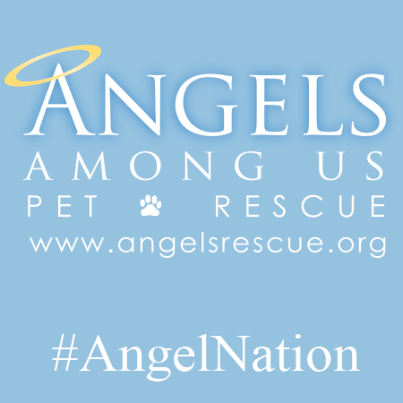 Angels Among Us Pet Rescue