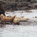 Anglesey Boat Trips