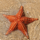 Sea Star