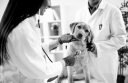 Advanced Veterinary Specialists