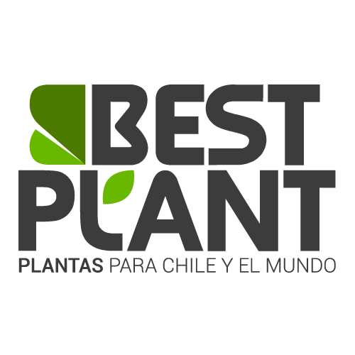 Bestplant