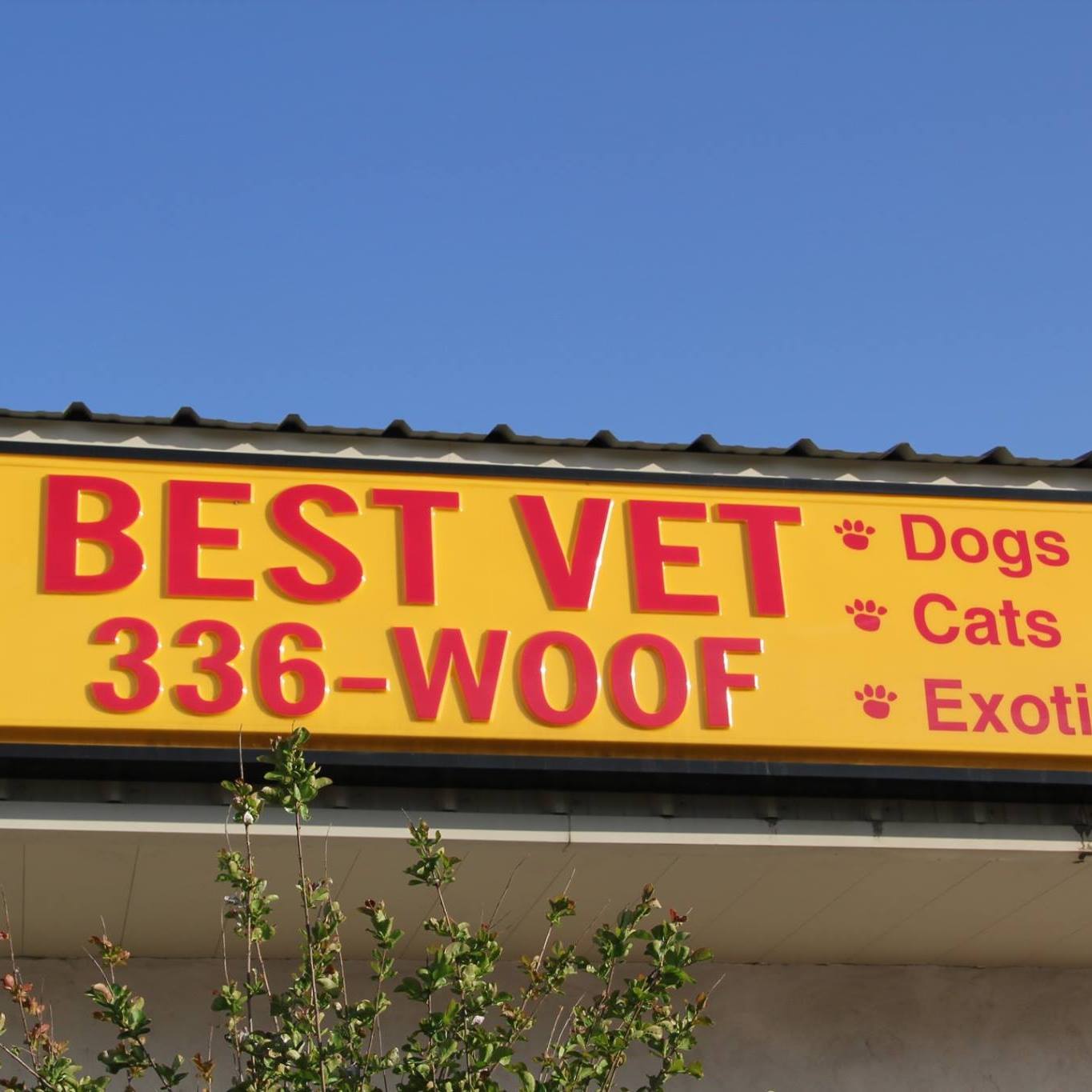 Best Vet