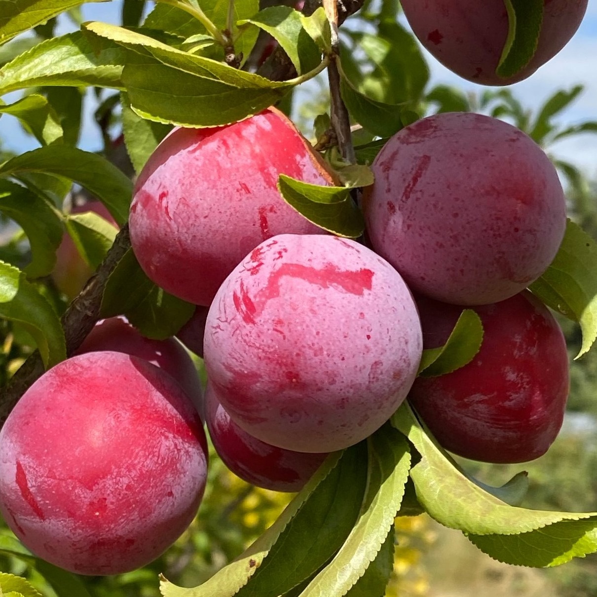 Birdsong Orchards