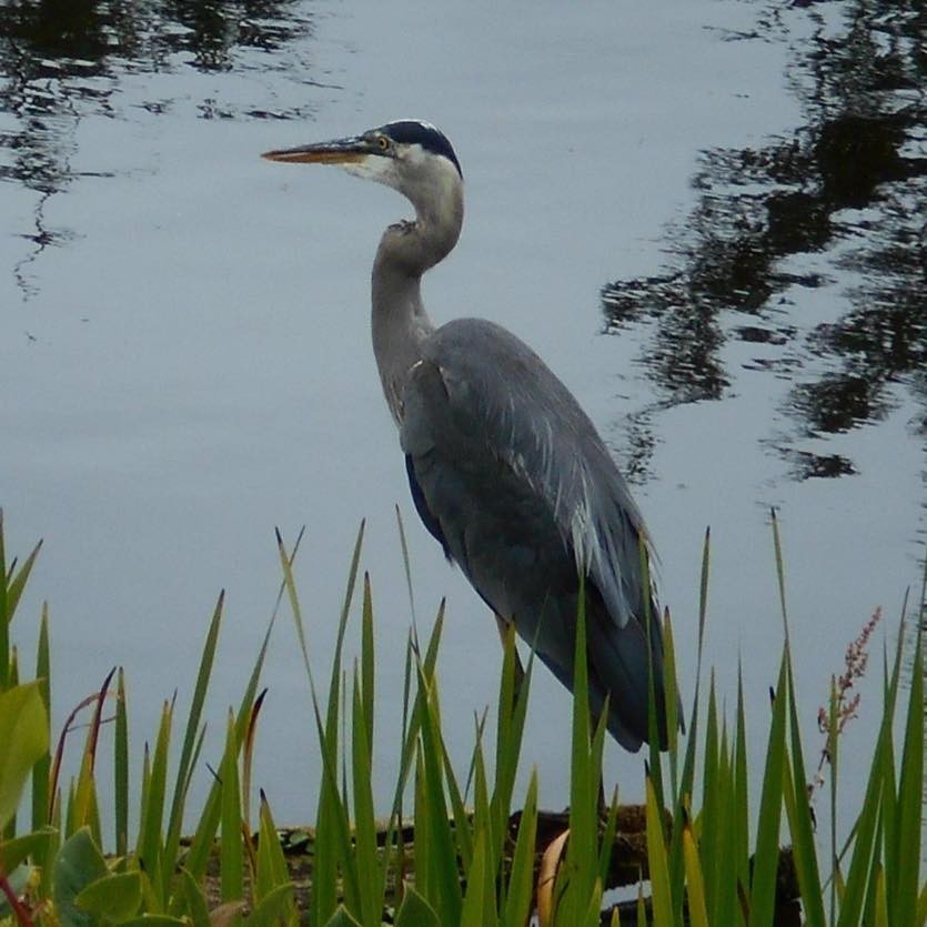 BLUE HERON BAKERY