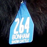 Bonham Show Cattle