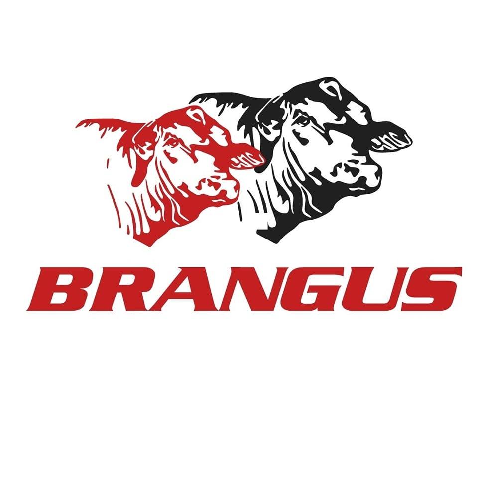 Brangus