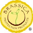 Brassica