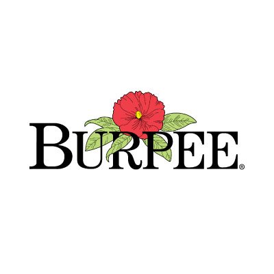 Burpee