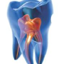 Canberra City Endodontics