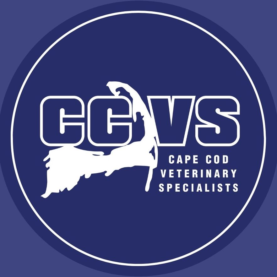 Cape Cod Veterinary Specialists