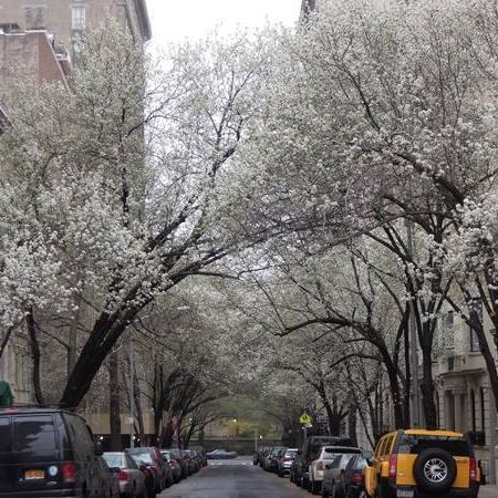 Carnegie Hill Neighbors