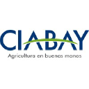 Ciabay