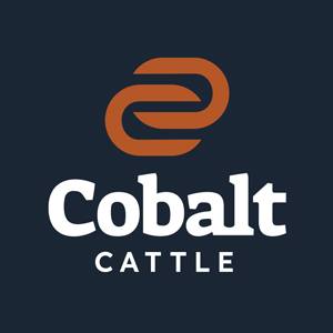 Cobalt Cattle