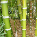 Complete Bamboo