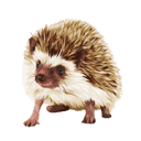 Copyhog