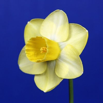 American Daffodil Society