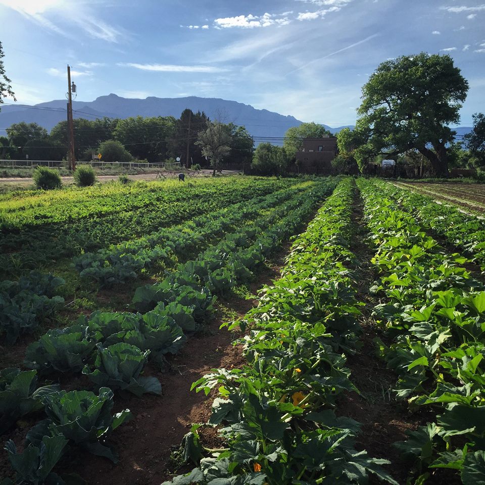 Silver Leaf Farms