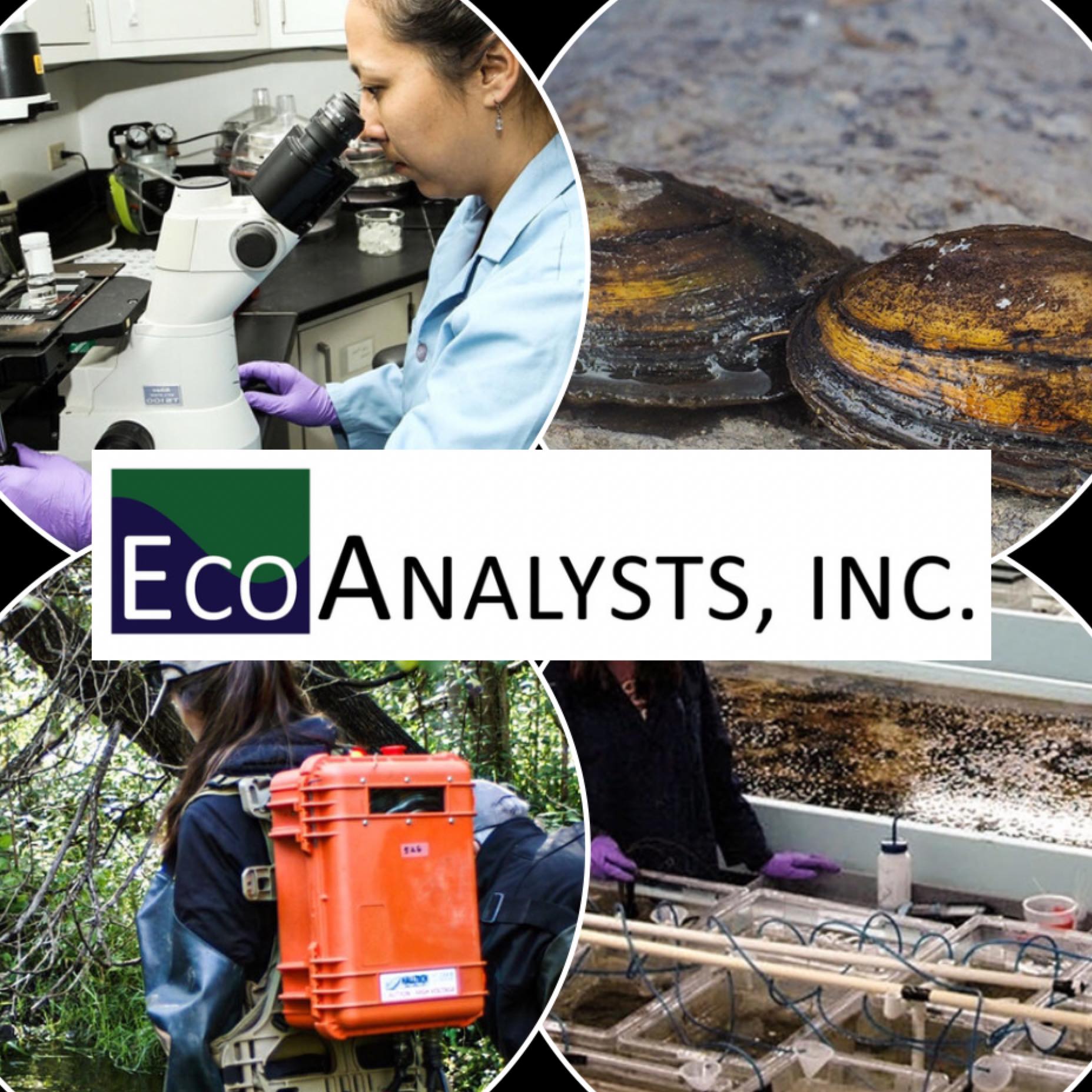 Ecoanalysts