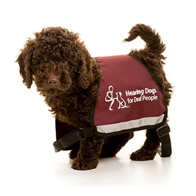 Hearing Dogs