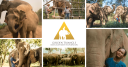 The Golden Triangle Asian Elephant Foundation