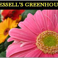 Hessell's Greenhouse