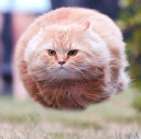 HoverKitty LLC