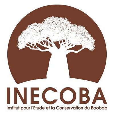 Institut Pour L'etude Et La Conservation Du Baobab   Inecoba