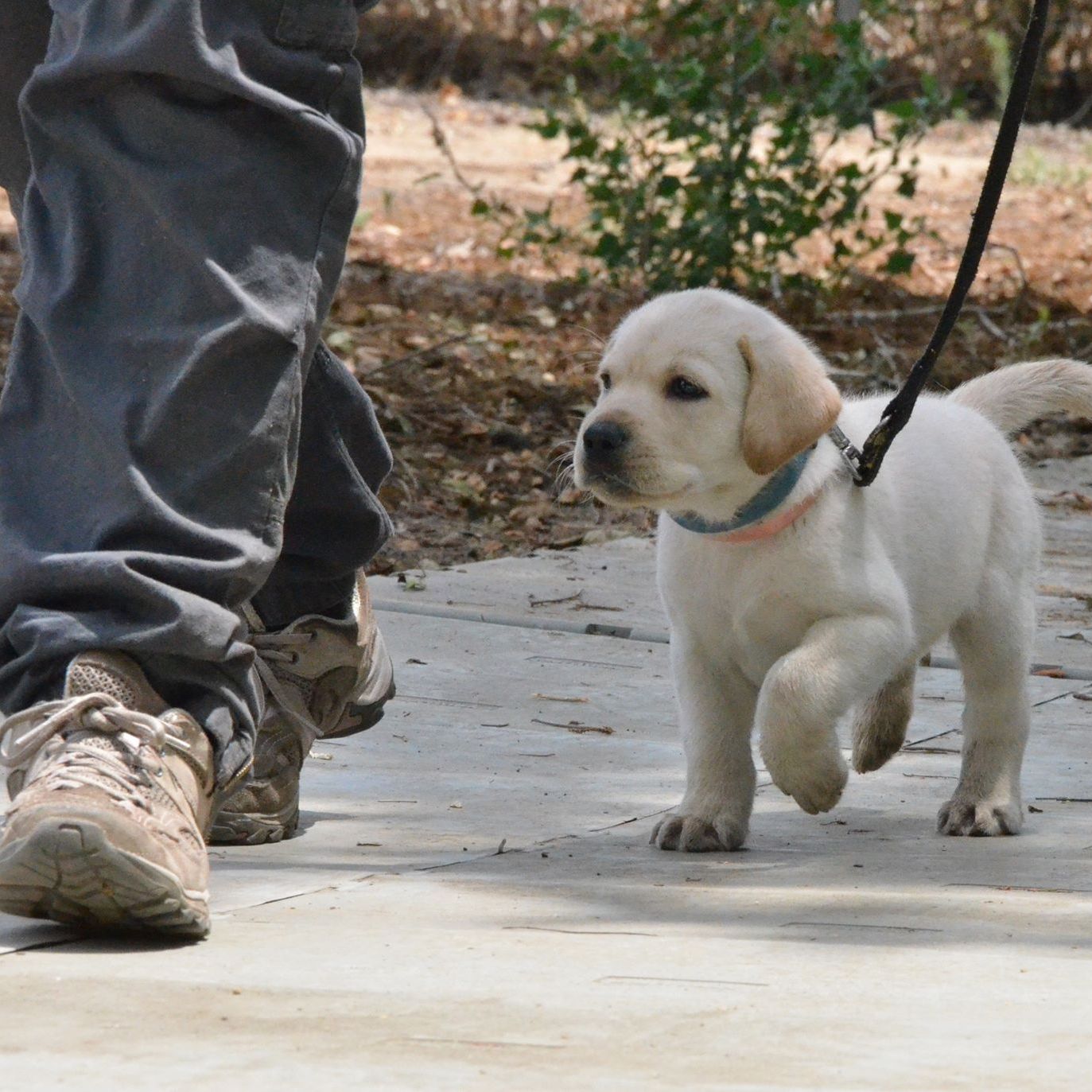 Israel Guide Dog Center For Blind