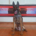 K9 Working Dogs International