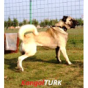 Madımak Kangal Köpeği Üretim Çiftliği