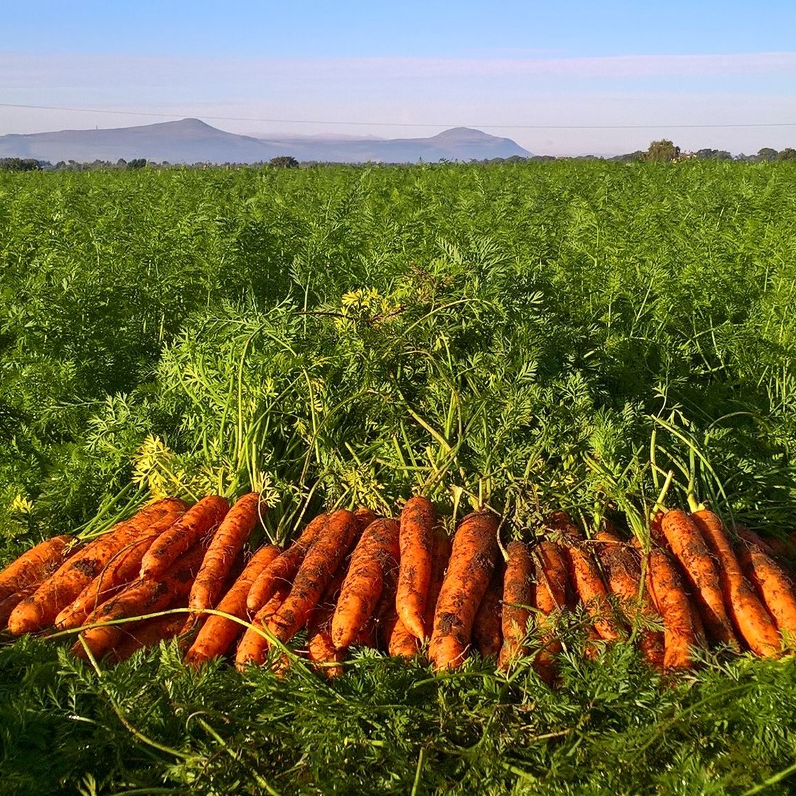 Kettle Produce