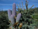 Klondike Valley Nursery