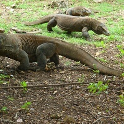 Komodo Mega Tours