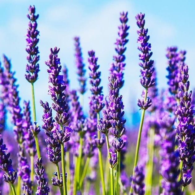 Lavender Fields