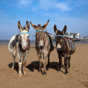 Love Weston - Official Weston-super-Mare Tourist Information