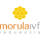 Morula IVF