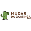 Mudas da Caatinga