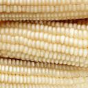 National Maize