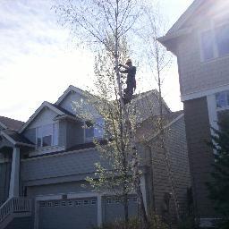 NW Tree Work