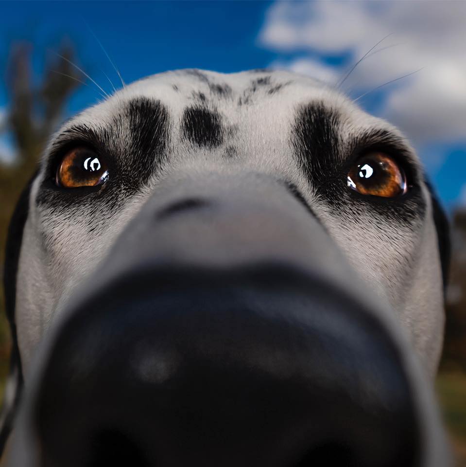 Off Leash K9 Training