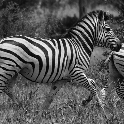 Okavango Horse Safaris