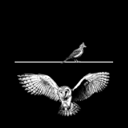 Owl + Lark | Driven By Sleep