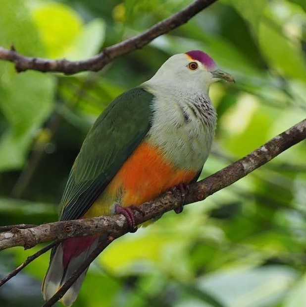 Palau Conservation Society