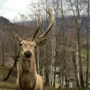 Parc Animalier d'Introd S.r.l