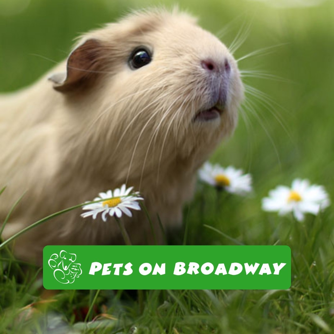 Pets On Broadway