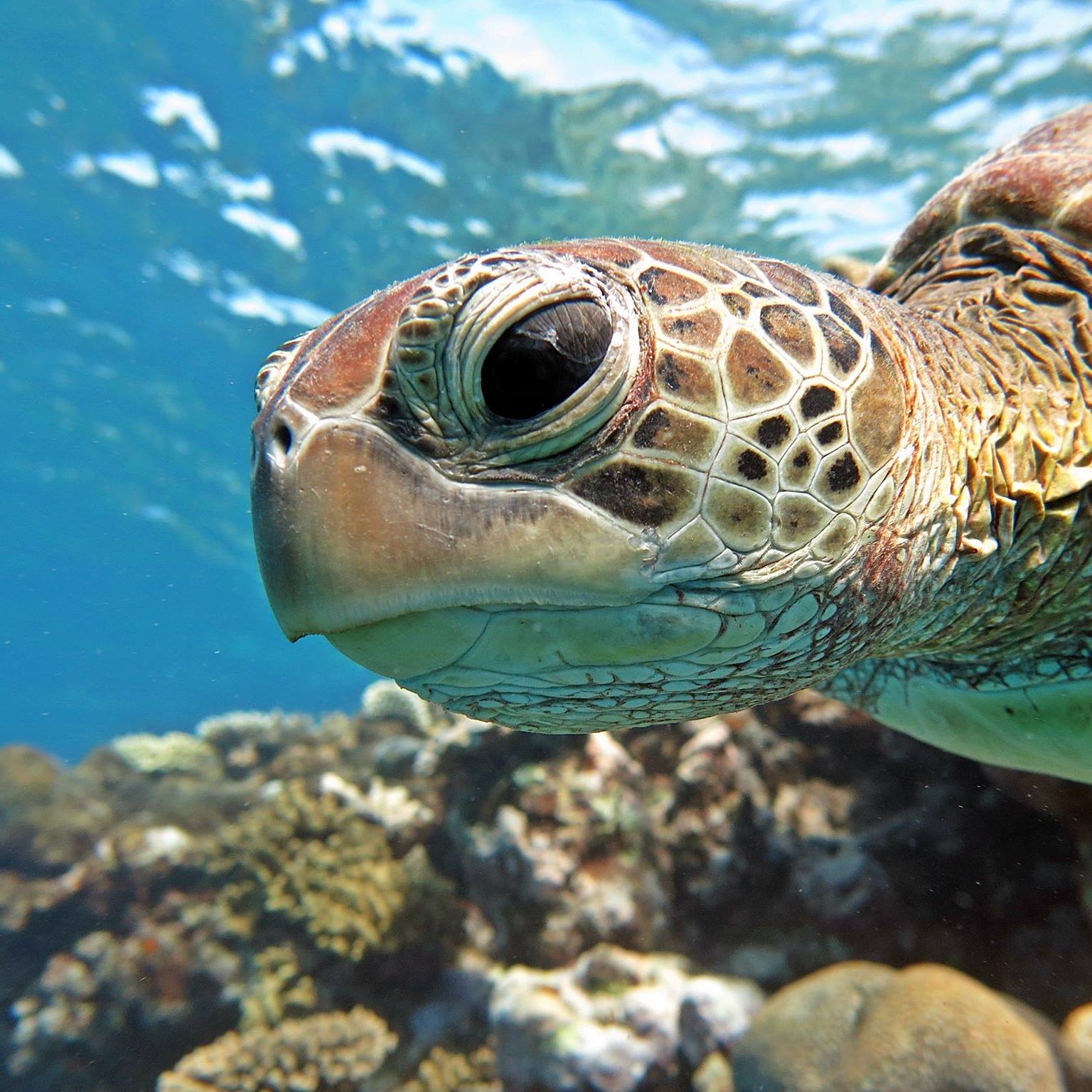 Pro Dive Cairns Store