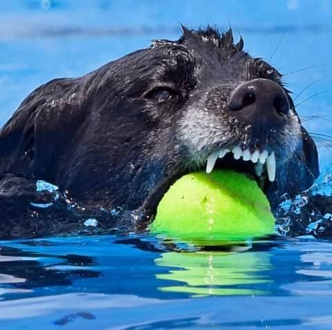 Rocky Mountain DockDogs